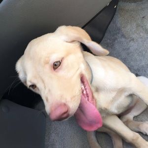 Meet your Posher, Dylan